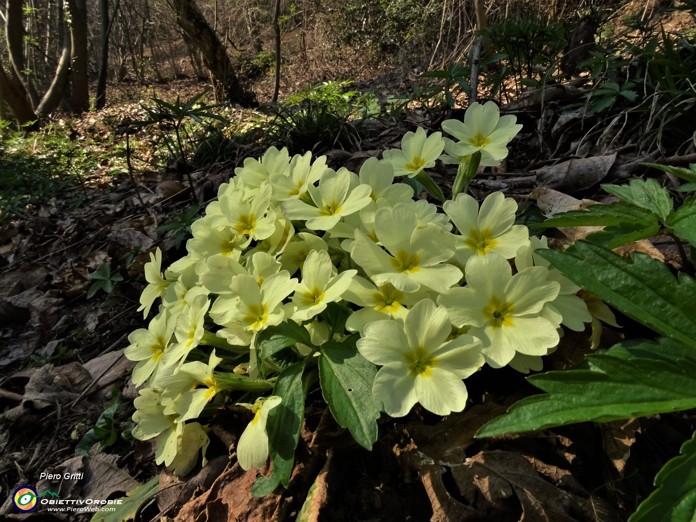 39 Primula vulgaris (Primula comune).JPG